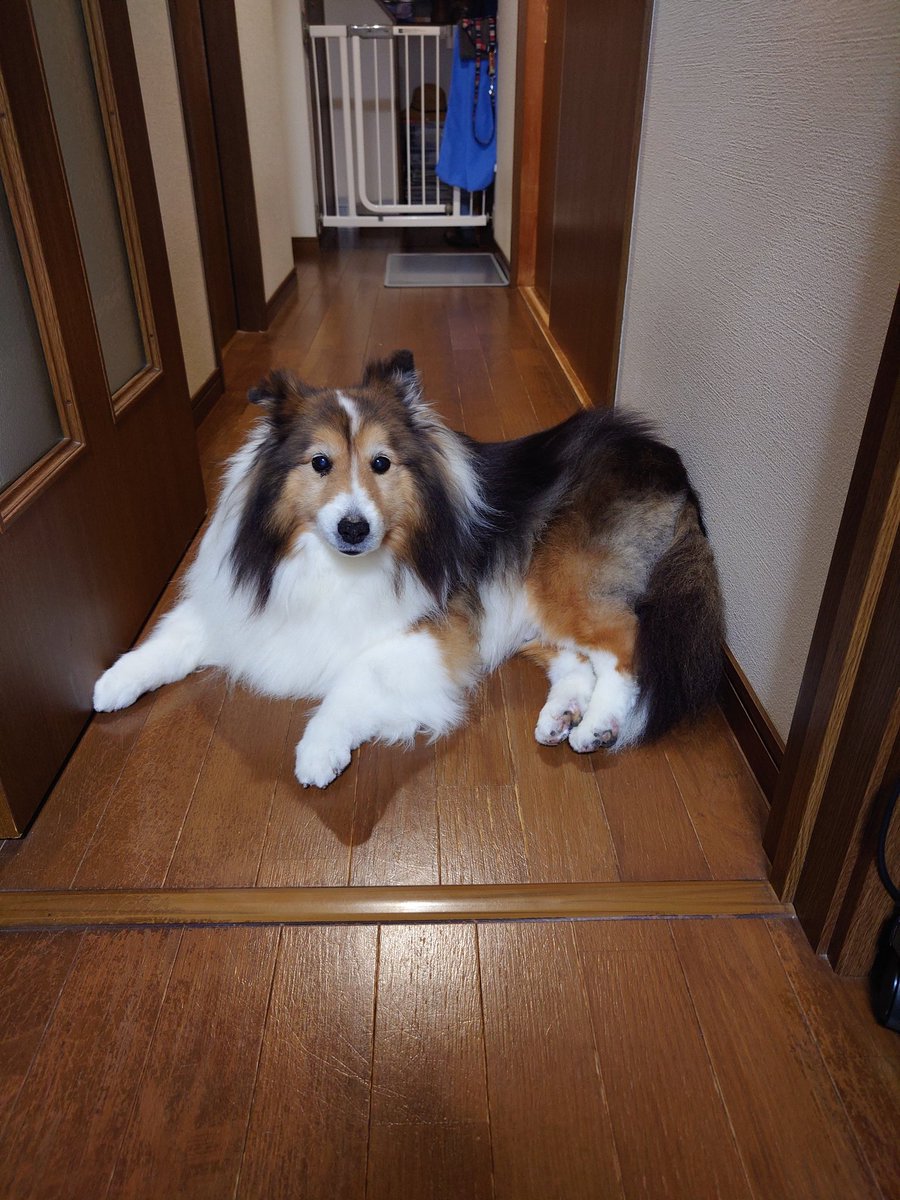 何故ワンコは廊下を通せんぼするのか🤔
永遠の謎である(笑)