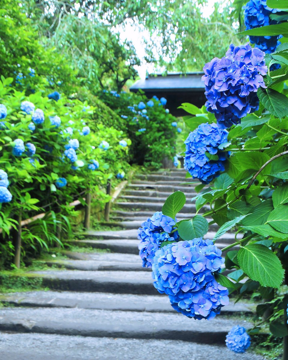 donnyjkimball's tweet image. While the cat is largely out of the proverbial bag, the seaside town of Kamakura is absolutely enchanting during the rainy season when the hydrangeas are in full bloom.