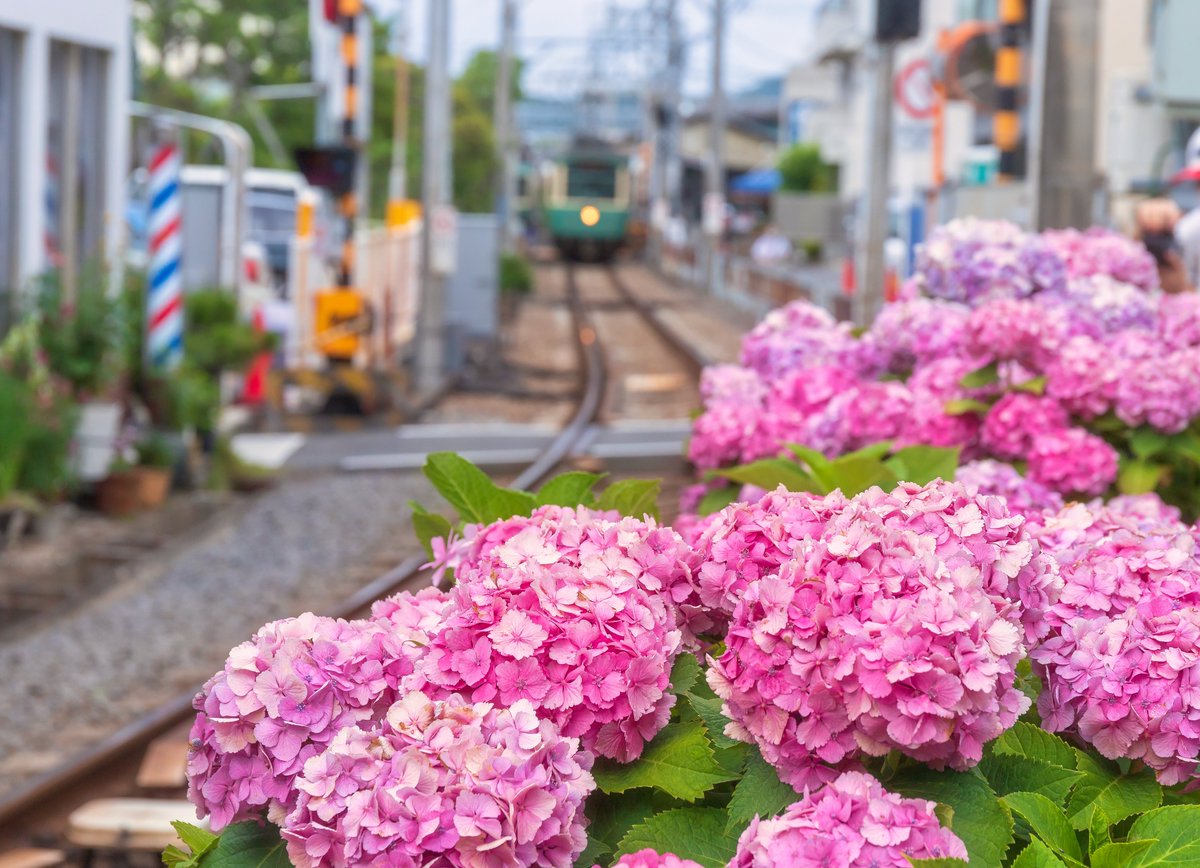 donnyjkimball's tweet image. While the cat is largely out of the proverbial bag, the seaside town of Kamakura is absolutely enchanting during the rainy season when the hydrangeas are in full bloom.