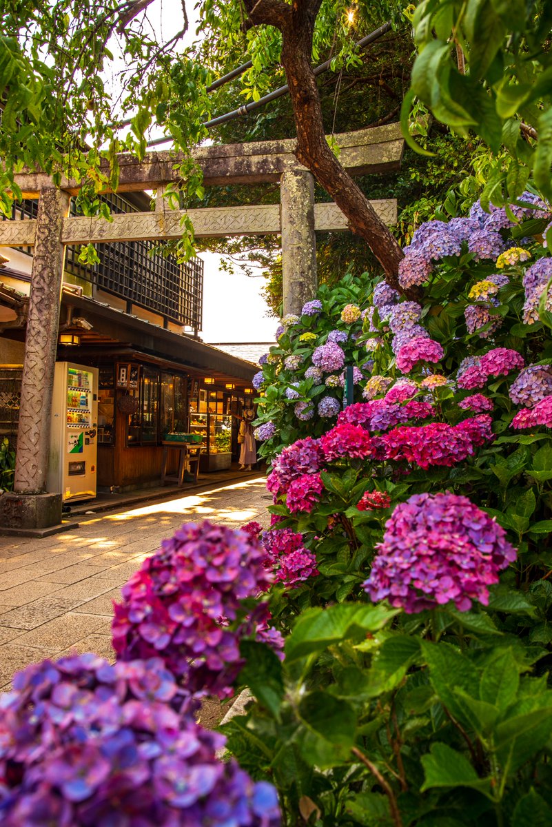 江の島の紫陽花がはじまる！
 #ファインダー越しの私の世界