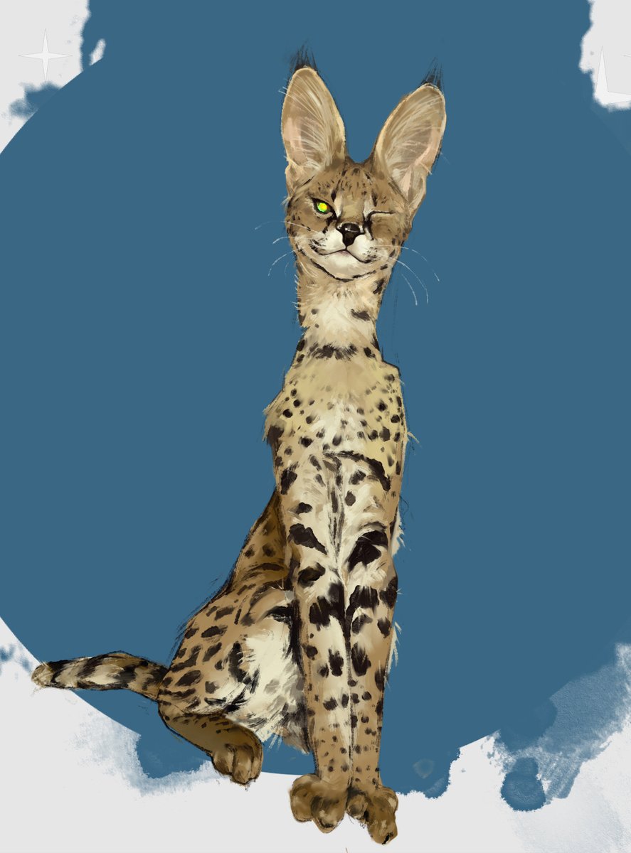 Just a cat, just a study.