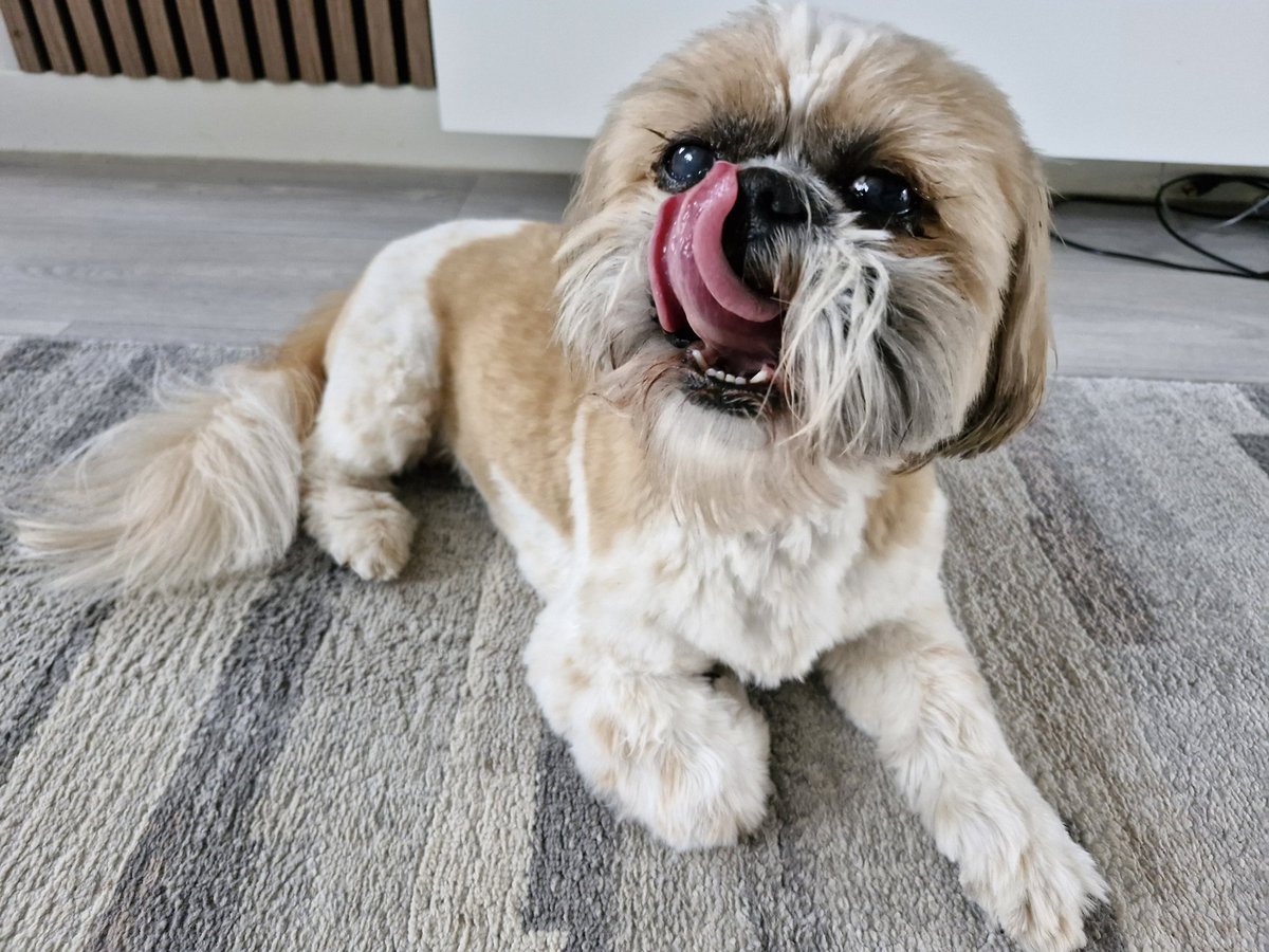 Happy #TongueOutTuesday to all my pals. Have a terrific Tuesday x