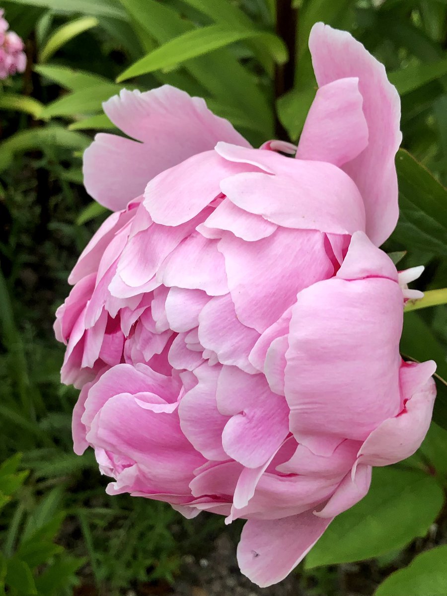 peony様❣️専用ページ Peony | 【再入荷】急遽新作チークがRestock🩰.ᐟ