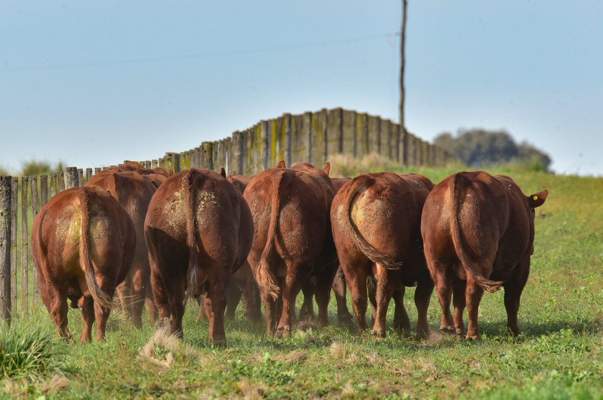 Limangus de Cabaña LOS CHOLES de Administración Cook 
Remate Selección de Invierno
26 de junio en Estación Ombú, cerca de Huanguelén (Pcia de Bs As)