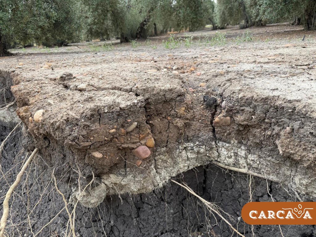CarcavaProyecto's tweet image. 🌍 Hoy, estamos realizando un recorrido de identificación de cárcavas por varias zonas de #Andalucía.

Hemos documentado una gran #Cabecera de una cárcava recientemente formada en un #OlivarTradicional de varios pies, situado en el municipio de #Arahal (Sevilla). (+)