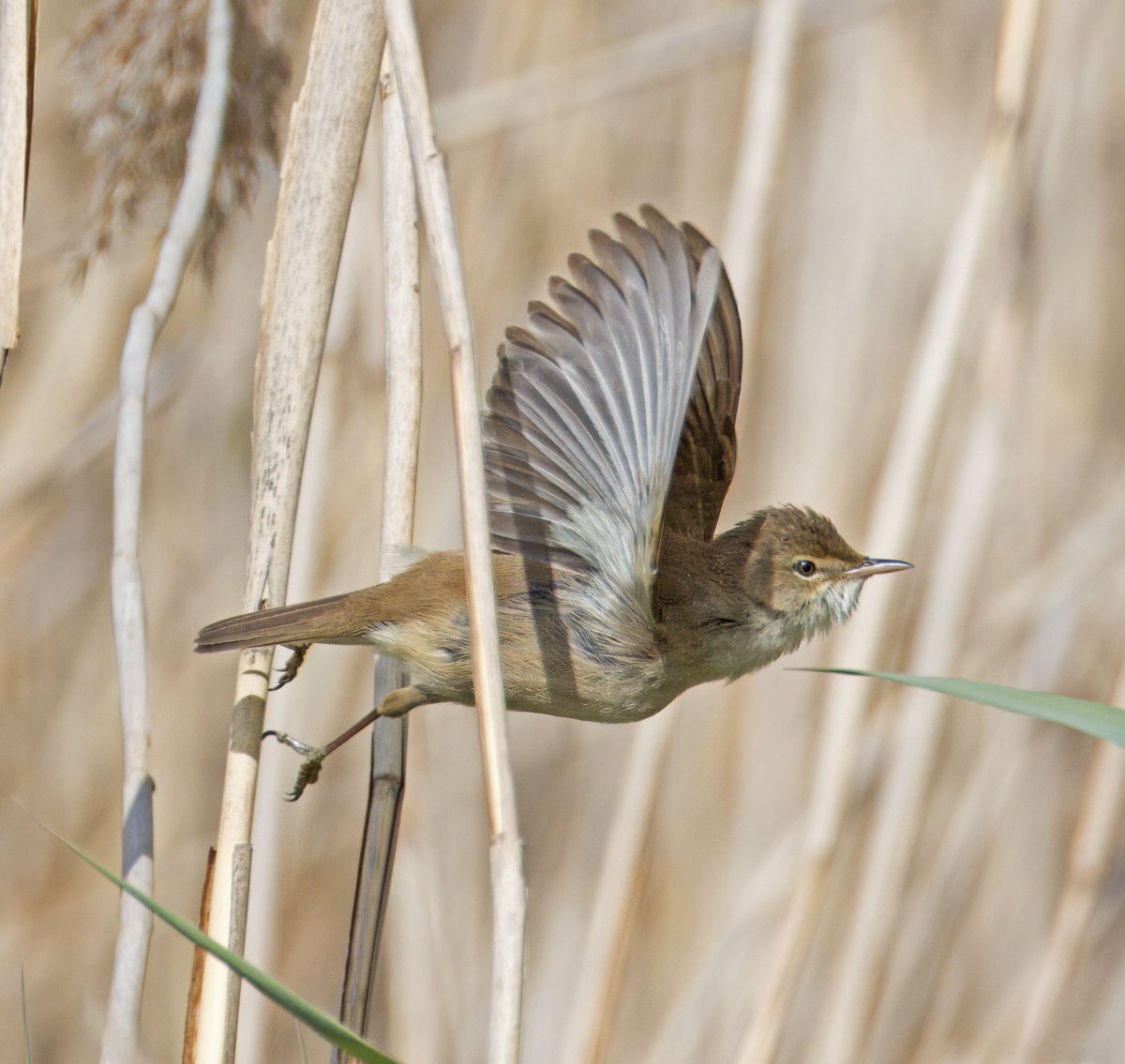 Reed Warbler. London