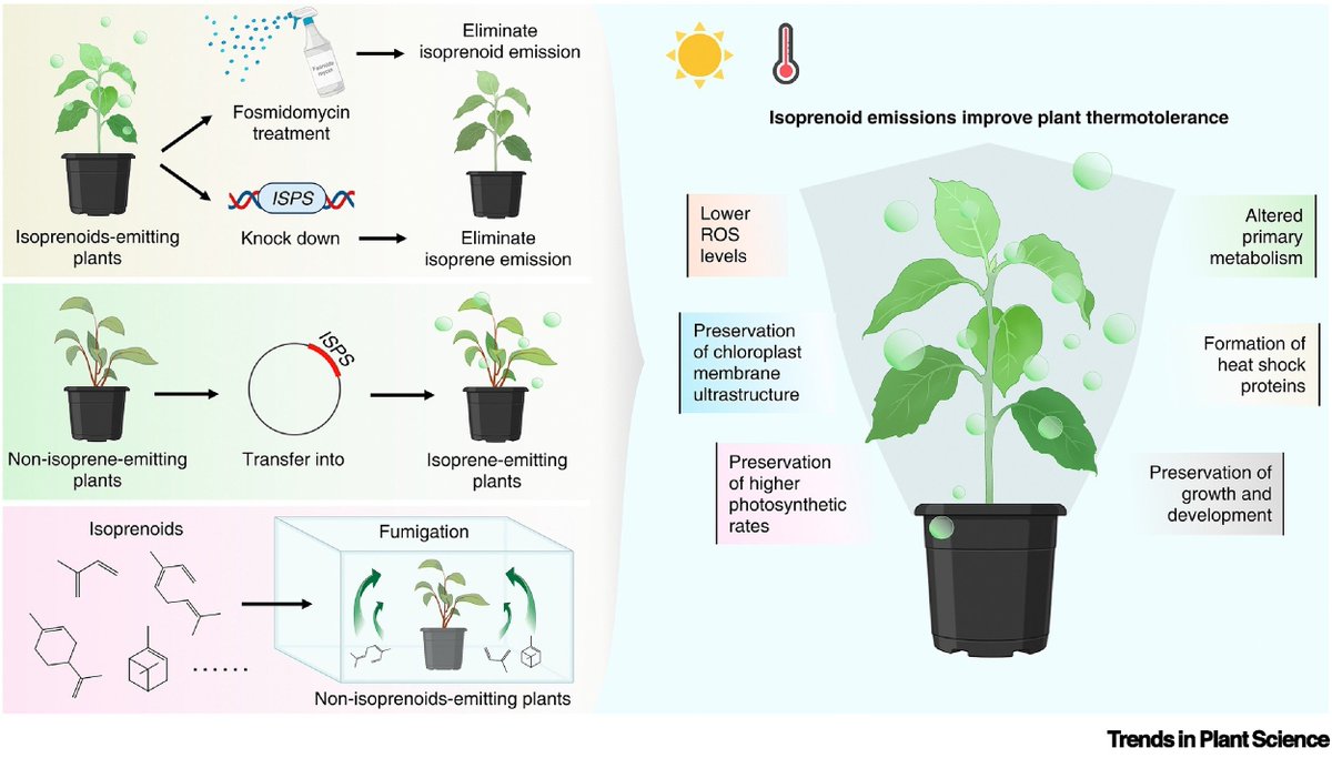 Abiotic stress in plants (Green Survivors) (@abioticstress) on Twitter photo Review by Zuo et al. <a href="/MSU_PRI/">MSU Plant Resilience Institute @msupri.bsky.social</a> <a href="/TrendsPlantSci/">TrendsPlantSci</a>
How #volatile #isoprenoids improve plant #thermotolerance
cell.com/trends/plant-s…
<a href="/PSMISB/">Plant Specialized Metabolites</a> <a href="/ISPLORE/">International Society for Plant Low O2 Research</a> <a href="/grass_scientist/">Juan Andres Cardoso</a> <a href="/sci_plant/">Plant Science</a> <a href="/ISPLORE/">International Society for Plant Low O2 Research</a> <a href="/NatMetabolism/">Nature Metabolism</a> <a href="/PlantCellNews/">Plant Cell Technology News</a> <a href="/Cell_Metabolism/">Cell Metabolism</a> <a href="/redoxsigplants/">Redox Signaling in Plants Lab</a> <a href="/PlantRedox/">RedoxInPlants</a> <a href="/ecofisiologia/">Red Latinoamericana de Ecofisiología Vegetal</a> Review by Zuo et al. <a href="/MSU_PRI/">MSU Plant Resilience Institute @msupri.bsky.social</a> <a href="/TrendsPlantSci/">TrendsPlantSci</a>
How #volatile #isoprenoids improve plant #thermotolerance
cell.com/trends/plant-s…
<a href="/PSMISB/">Plant Specialized Metabolites</a> <a href="/ISPLORE/">International Society for Plant Low O2 Research</a> <a href="/grass_scientist/">Juan Andres Cardoso</a> <a href="/sci_plant/">Plant Science</a> <a href="/ISPLORE/">International Society for Plant Low O2 Research</a> <a href="/NatMetabolism/">Nature Metabolism</a> <a href="/PlantCellNews/">Plant Cell Technology News</a> <a href="/Cell_Metabolism/">Cell Metabolism</a> <a href="/redoxsigplants/">Redox Signaling in Plants Lab</a> <a href="/PlantRedox/">RedoxInPlants</a> <a href="/ecofisiologia/">Red Latinoamericana de Ecofisiología Vegetal</a>