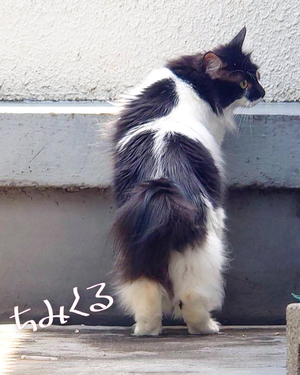 【どんな姿も愛おしい🩵🦨】
りっちゃんは
もふもふお毛々で
ゆるふわなイメージですが

このお写真のりっちゃんは
モデルのようでもあり
ふとましいようでもあり

どんな姿でも
りっちゃんは愛おしい🌜💕🦨
#mnc_cats