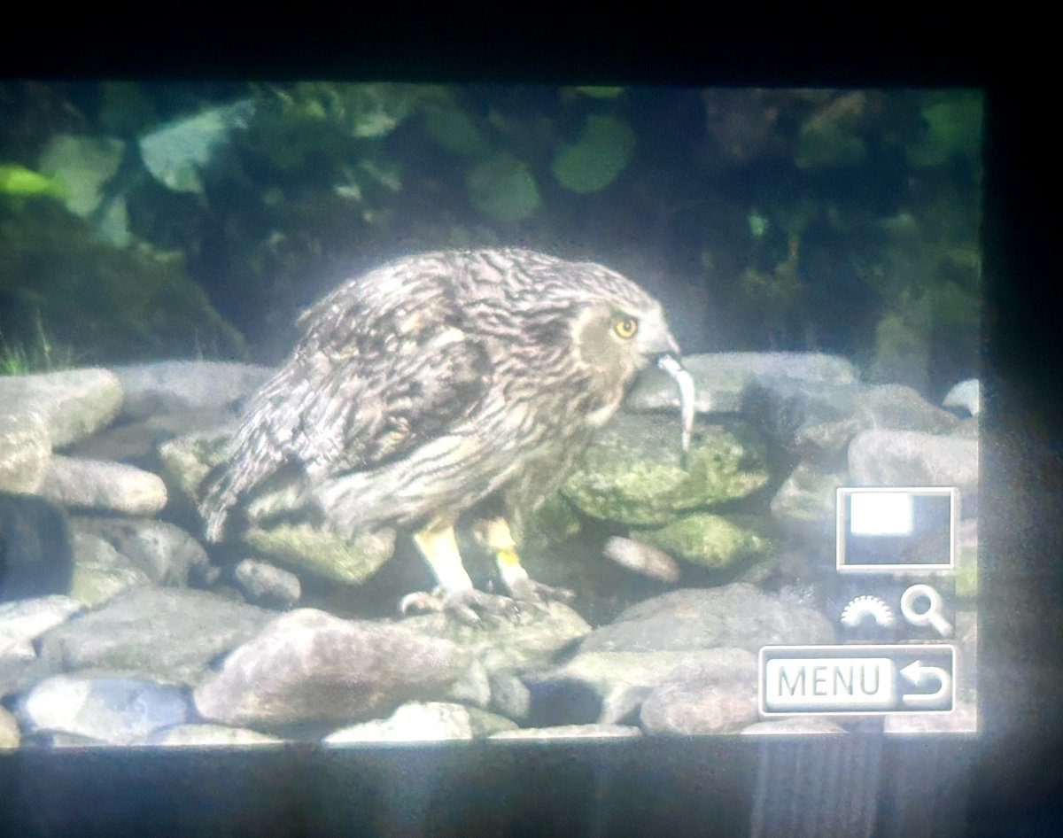 OMG …. What a bird ….Blakiston’s  Fish-Owl … Result😍😍 <a href="/zootherabirding/">Nick Bray</a> .