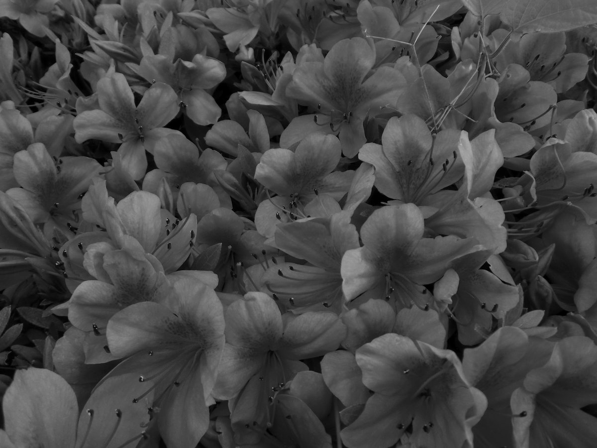 fubt50's tweet photo. ＃モノクロ写真
＃白黒写真
#アジサイ 
＃ツツジ https://t.co/sv88CTrPmx