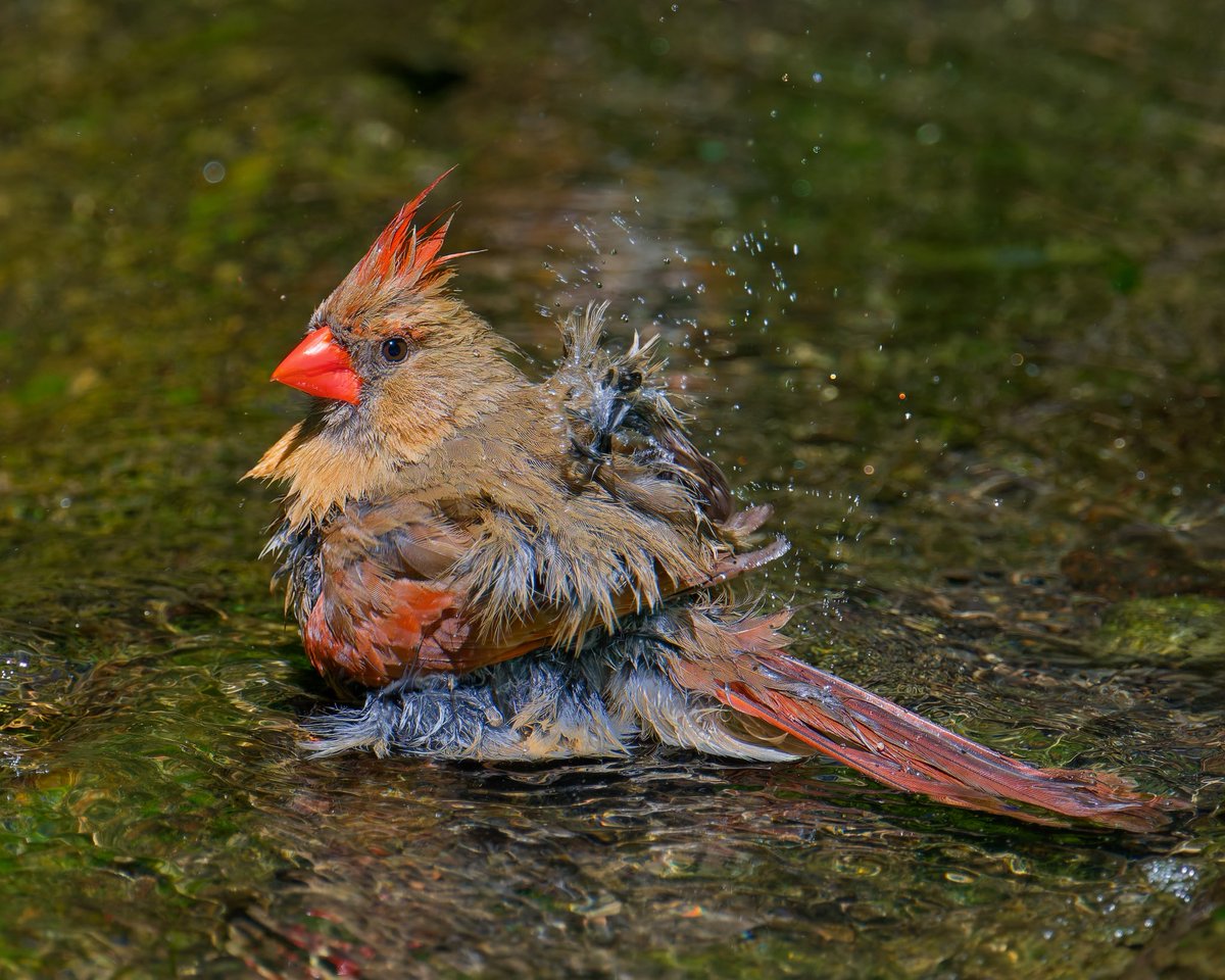 Ruben Giron (@rubengi02391602) on Twitter photo Northern Cardinal - This little lady was bathing when a sparrow decided that he wanted to ride the "horsey". She was undisturbed by the whole incident and didn't seem to mind at all. Lol Pictures taken at the Bathing Rock. #birdcpp <a href="/BirdCentralPark/">Manhattan Bird Alert</a> Northern Cardinal - This little lady was bathing when a sparrow decided that he wanted to ride the "horsey". She was undisturbed by the whole incident and didn't seem to mind at all. Lol Pictures taken at the Bathing Rock. #birdcpp <a href="/BirdCentralPark/">Manhattan Bird Alert</a>