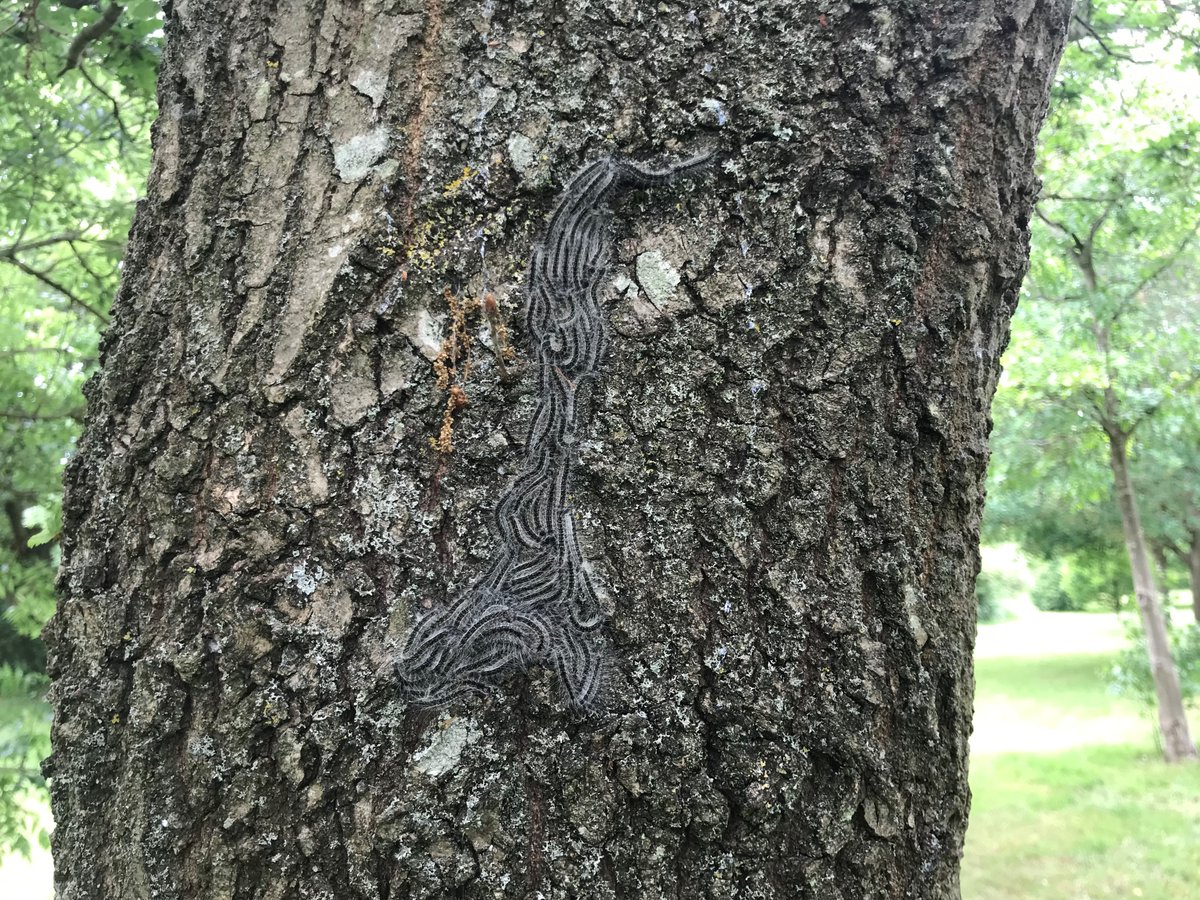 Countrycare (@efcountrycare) on Twitter photo We are finding #OakProcessionaryMoth caterpillar nests on our reserves. These were at Chigwell Row Recreation Ground. This is an example of the caterpillars in their procession. Let us know if you find any and do not approach them as they can cause a rash.
<a href="/eppingforestdc/">Epping Forest DC</a> #opm We are finding #OakProcessionaryMoth caterpillar nests on our reserves. These were at Chigwell Row Recreation Ground. This is an example of the caterpillars in their procession. Let us know if you find any and do not approach them as they can cause a rash.
<a href="/eppingforestdc/">Epping Forest DC</a> #opm