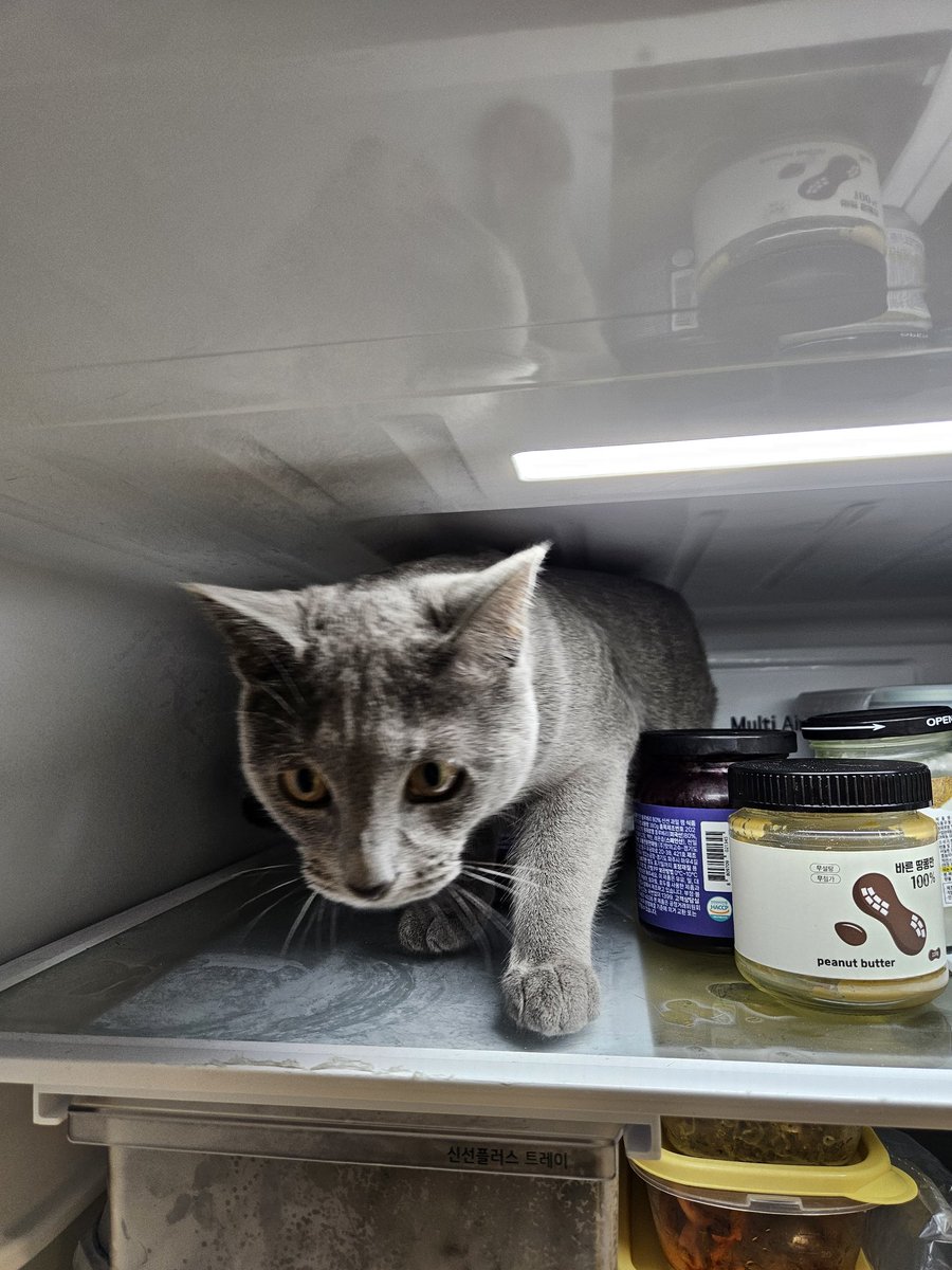 고양이의 이재명 대통령 당선 축하 세레모니! 

나오세요 ...고양이...