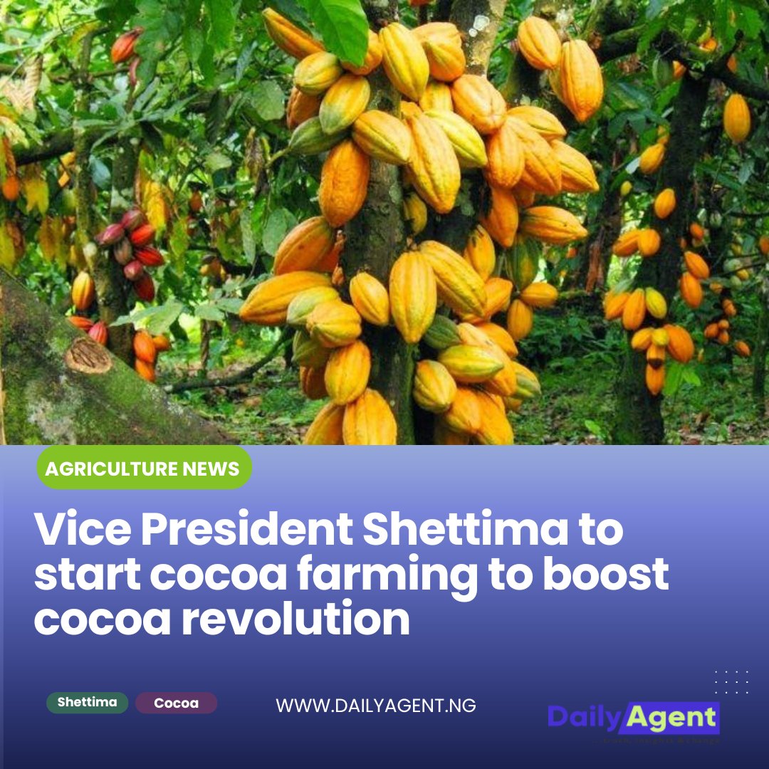 dailyagentng's tweet image. Vice President Shettima to start cocoa farming to boost cocoa revolution

Read more dailyagent.ng/2025/06/03/vic…