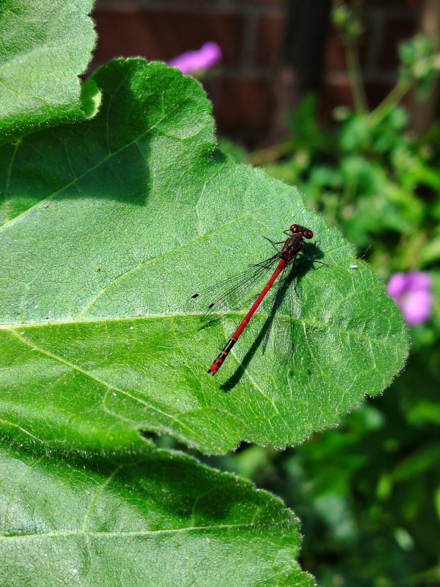 Happy pictures...
#pemburyestate
#GardeningX