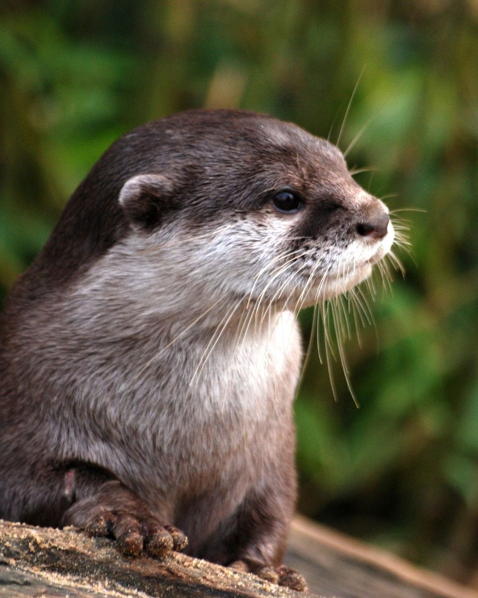 LeagueACS's tweet photo. Otters & mink are still being ruthlessly hunted along riverbanks, despite legal protections & a ban that was meant to end this cruelty.
Write to your MP today and demand stronger laws to truly end hunting with dogs.
👉 https://t.co/AcqByMJsjX
#TimeForChange #ForgottenAnimals https://t.co/dgJyIk1jbs