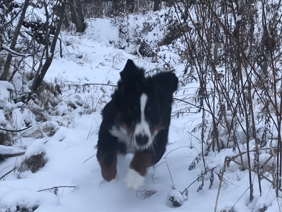 While we didn’t expect to have a dog on “Crate Rest” we became a team to make it work.
Pets give back unconditional love.
But they do have conditions of money and time.
A pet owner must agree to those conditions.