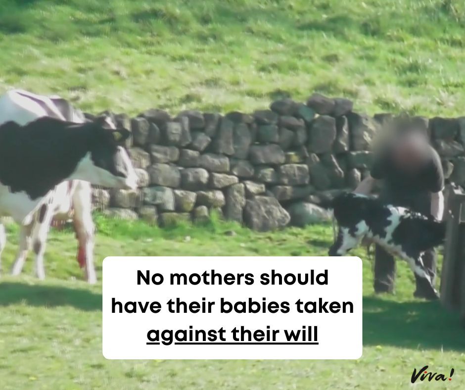 Our vegan advert, which highlights exactly this, has been in cinemas for TEN weeks! 🎬

Farmers steal calves from their mothers shortly after birth, and the milk meant for her baby is taken away. 💔

➡️ Watch the ad: youtube.com/watch?v=Bo8yFT…

#veganadvert #veganism
