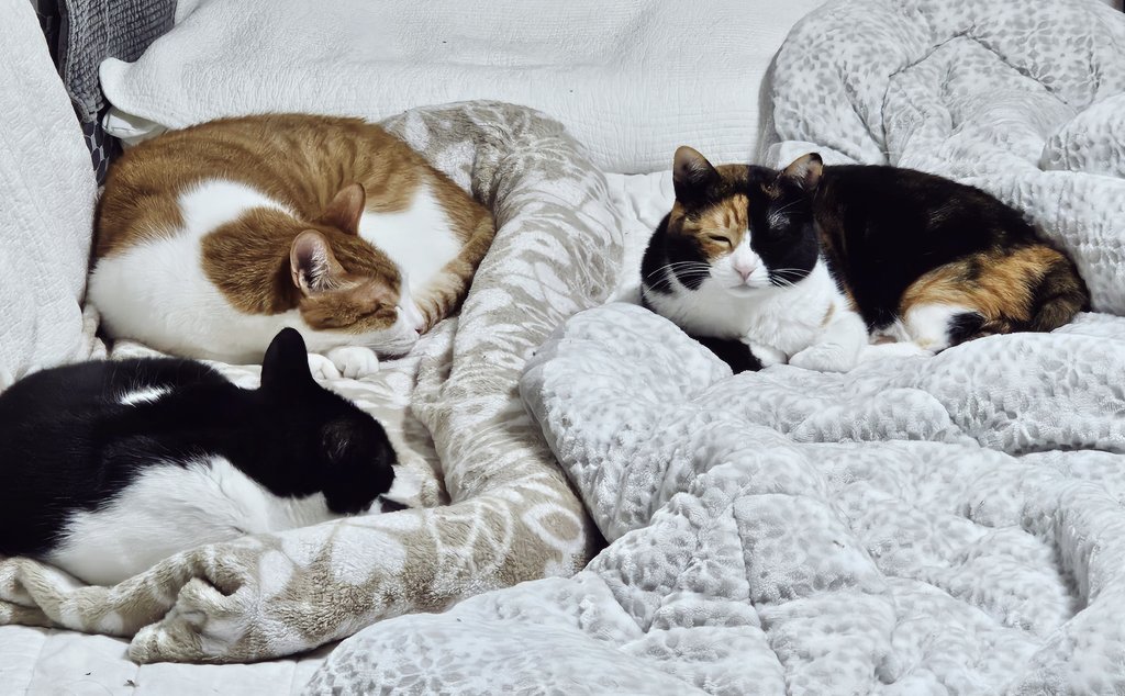 심선생이랑 치킨 먹었다. 가슴살 발라서 냥이들이랑도 나눠 먹고 ㅋ.ㅋ 부정탈까 아침에는 붉은 장미 사진을 안 올렸었다😁