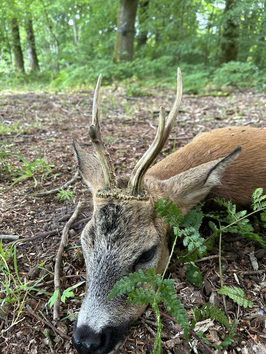 Mads Vendelin Olesen tweet media