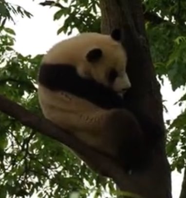 mickeyminnie611's tweet image. #凤野
#FengYe
树上“长”了只大熊猫？原来是“凤野”来大展身手了🐼
点进视频，在满目绿意中，和“风野”一起开启“护眼模式”吧
cr. 中国大熊猫保护研究中心weibo