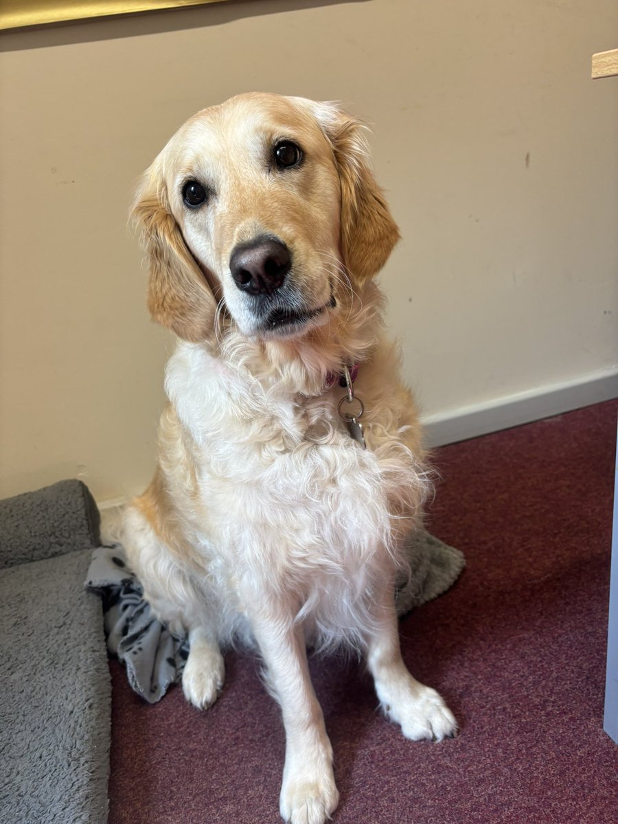 York High School’s beloved school dog, Tilly, brings joy and positivity to both students and staff every day. <a href="/York_High/">York High School</a>