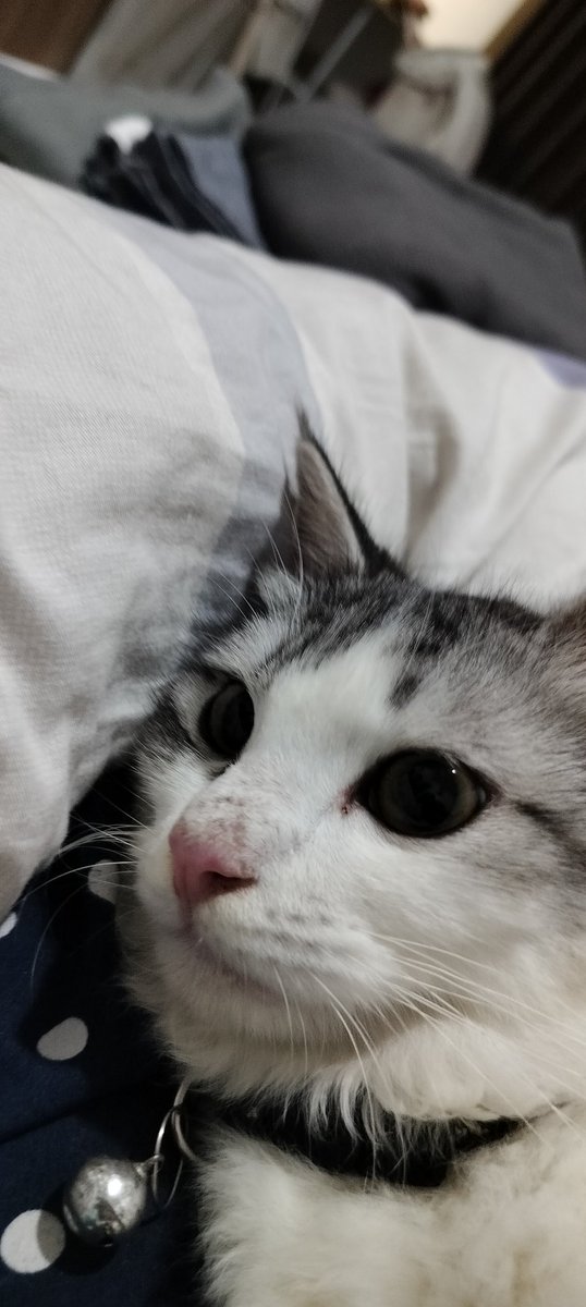 beanayee! 📸🐈💭 tweet media