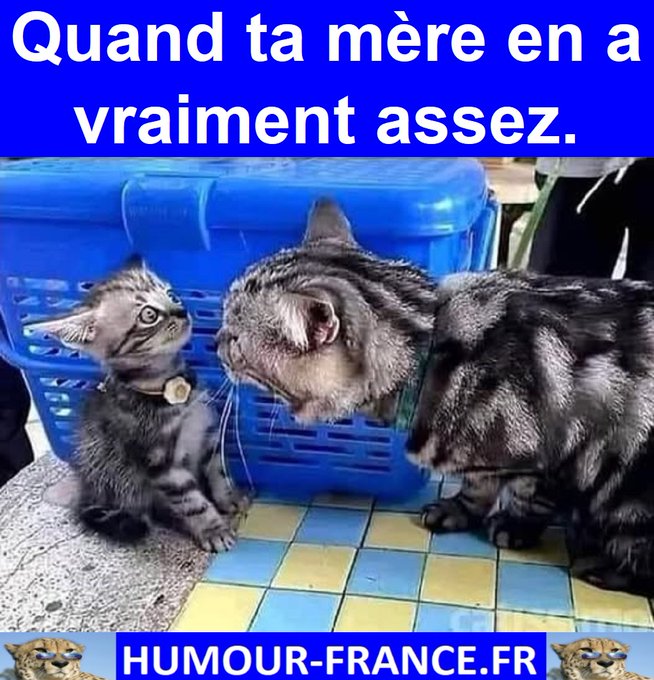 text alternatif