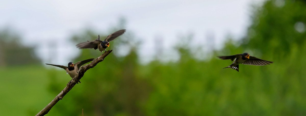 Nathan Wilde (@nafanlfc) on Twitter photo Bit more Swallow action at Budworth Mere today <a href="/CAWOSBirding/">Cheshire & Wirral Ornithological Society</a> <a href="/marburypatch/">marburypatch</a> <a href="/RSPBChester/">RSPB Chester</a> <a href="/RSPBEngland/">RSPB England</a> <a href="/BBCSpringwatch/">BBC Springwatch</a> Bit more Swallow action at Budworth Mere today <a href="/CAWOSBirding/">Cheshire & Wirral Ornithological Society</a> <a href="/marburypatch/">marburypatch</a> <a href="/RSPBChester/">RSPB Chester</a> <a href="/RSPBEngland/">RSPB England</a> <a href="/BBCSpringwatch/">BBC Springwatch</a>