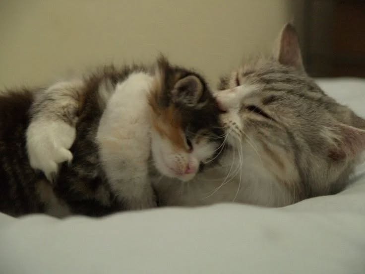 TheCatsX's tweet photo. Hug https://t.co/YYFyBsagd6
