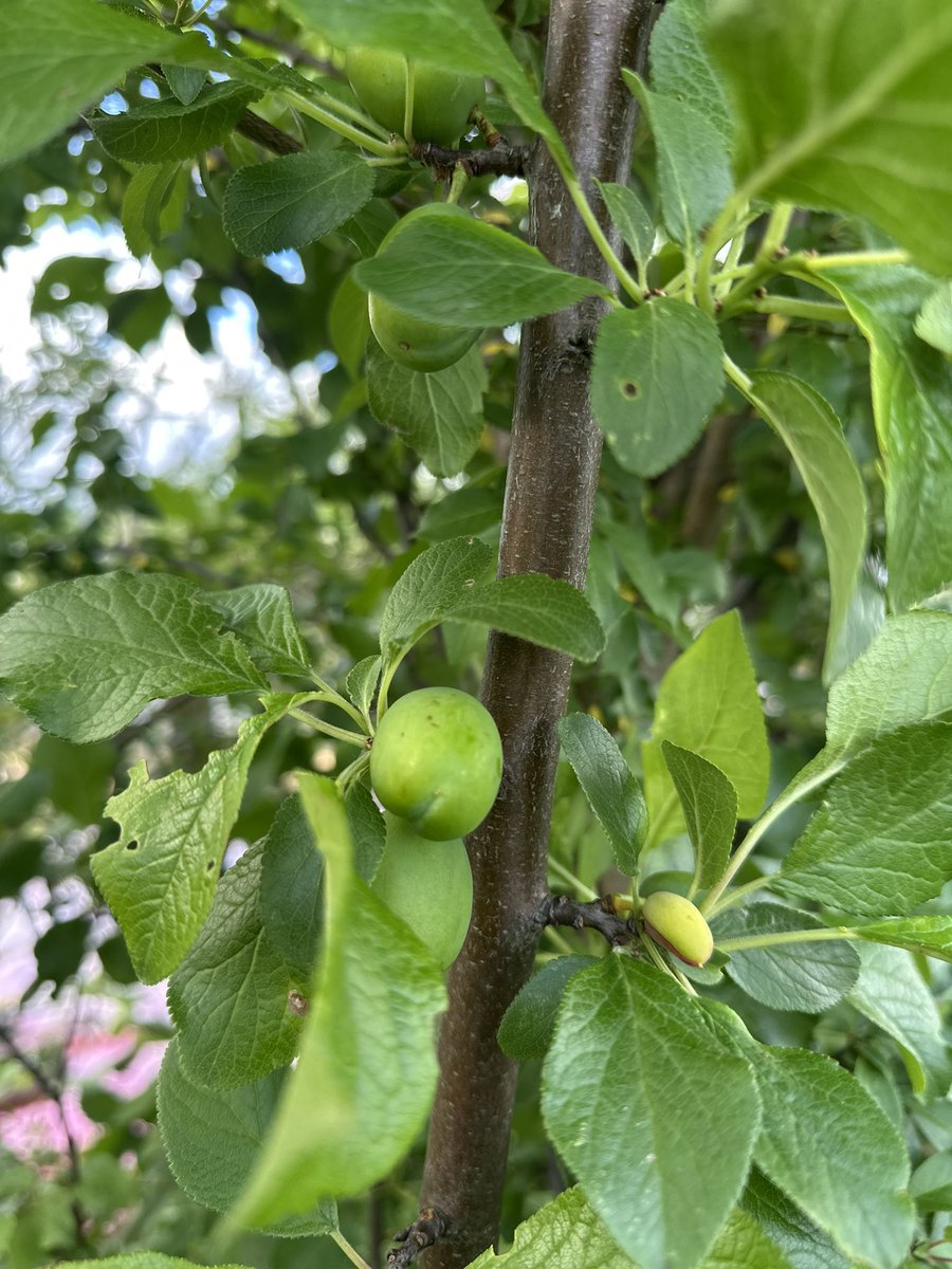L_Cottage_Co's tweet photo. In addition to the mini food forest in my cottage garden, I use permaculture methods on my allotment. Working with nature rather than against it is better. 

#Cottagecore #growyourown #Allotment https://t.co/b9TolBH6Ll