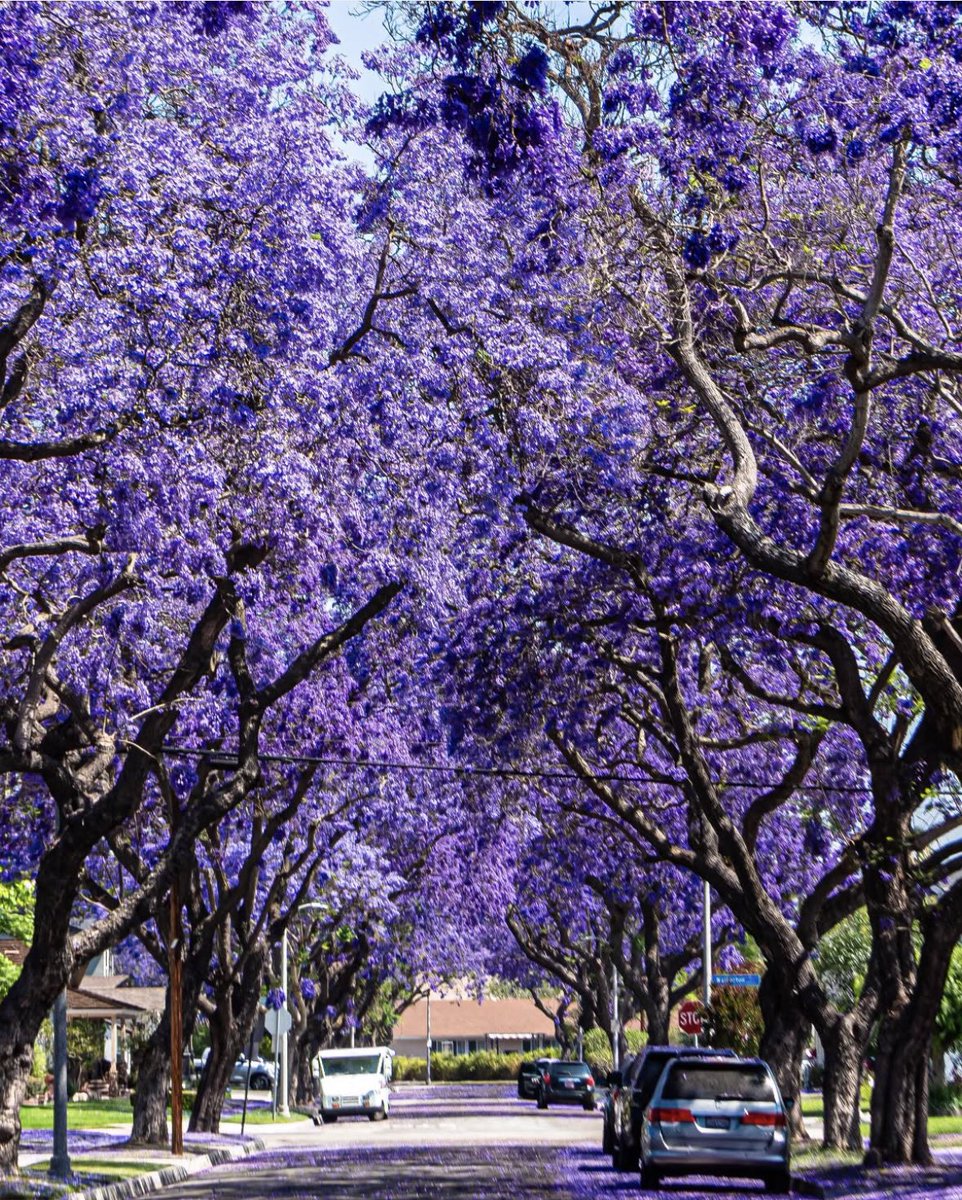 Jacaranda Trees are now in full bloom around Long Beach, CA, and Southern California! Here is one of my favorite places to see and photograph the Jacaranda Trees. This is Purple Rain! 💜💜💜
Todays California Photo! - by christineanneho

 #longbeach #Ibcjacaranda #jacaranda