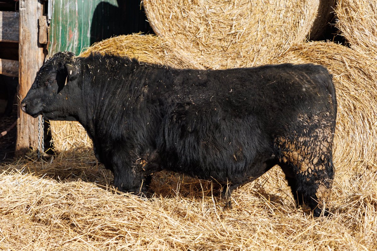92lbs birthweight,weaning weight of 842lbs and yearling weight of 1350lbs. Dam has a calving interval of 345 days. 

Sired by MOGCK SPECIALIST out of Semex catalog. Bull gained at 6.4lbs/day on last month of test. 

Dam was purchased from university of Guelph research herd.