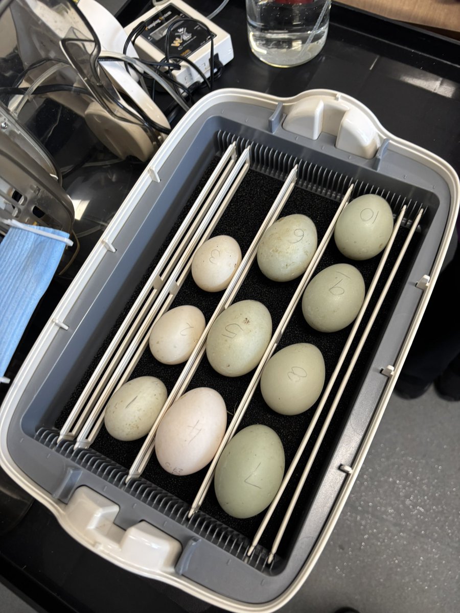 Today in Science Club, things got egg-citing! We learned all about duck eggs and how to incubate them. Stay tuned—soon we’ll be welcoming some fluffy new quackademics into the world!