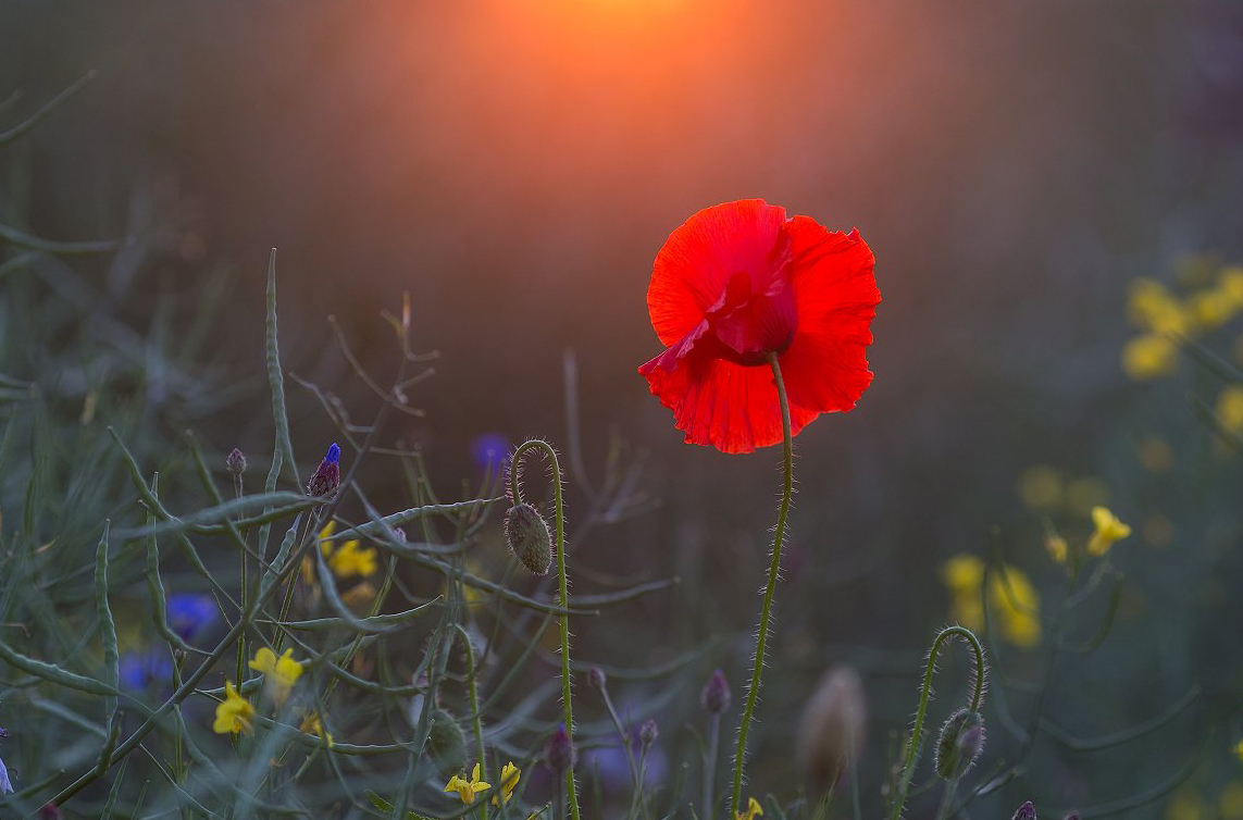 Wir alle müssen das Leben meistern.
Aber die einzige Art, es zu meistern,
besteht darin, es zu lieben.

- Georges Bernanos -