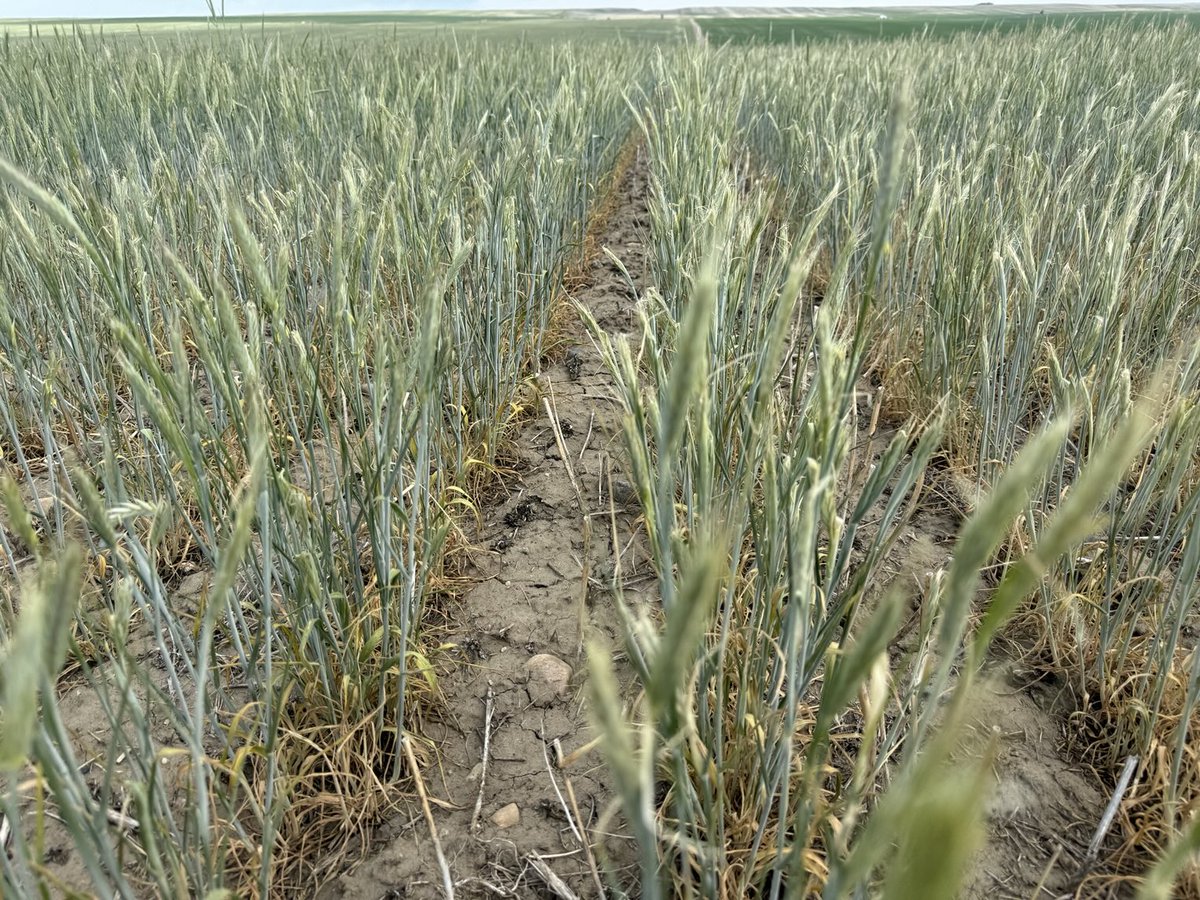 Weisgerber farms tweet media