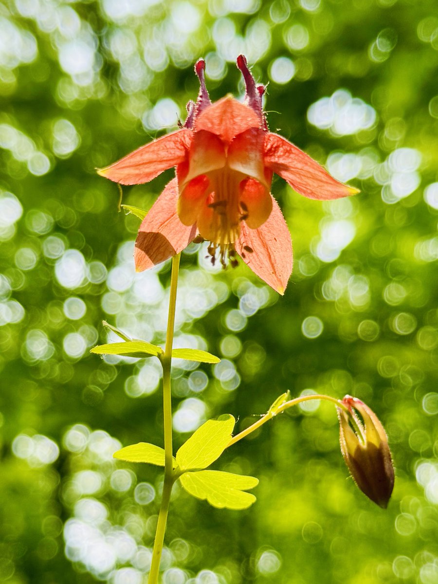 Much cooler weather in place today after a sweeping cold front last night. Morning low at 46.  Air much better today after very smoky hazy day yesterday. A touch of precipitation last night with .06″ recorded in the gauge. Photo: Columbine flowers blooming this past week.