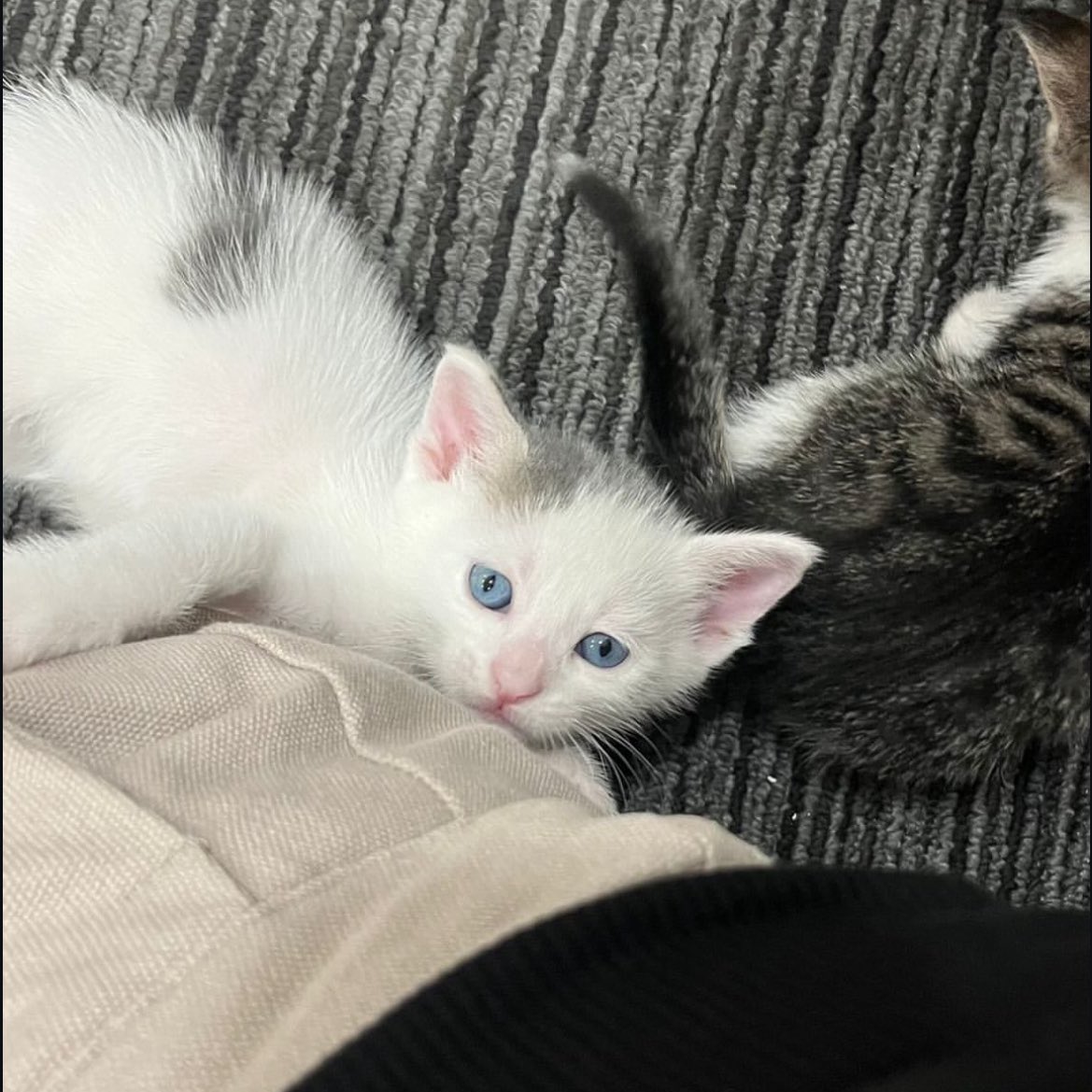 ACİL GEÇİCİ YUVA
İstanbul
Kampüsümüzdeki anne kedi ve 4 yavrusu için acil geçici/kalıcı yuvaya ihtiyacımız var.
Anne kuma alışkın, yavrular emiyor sadece annenin beslenmesi lazım. 
İlana destek olursanız çok seviniriz.