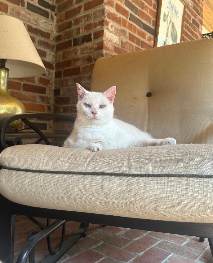 Junior: Guess how old I am today? If you're right, you may rub my tummy!🤗
a) 5 years
b) 9 years
c) 11 years
💛🐾💛🐾💛🐾💛🐾💛🐾