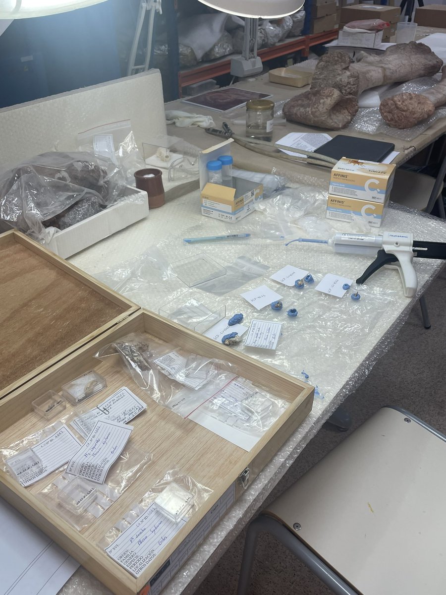 Laura M Martínez (@lauranthropus) on Twitter photo En Elx, con el proyecto <a href="/FundacionPalarq/">Fundación Palarq</a> moldeando dientes de M. sylvanus 🐒 del yacimiento de Quibas, Pleistoceno inferior de Murcia. 🦷 <a href="/paleobaboon/">PaleoBaboon Research Project</a> En Elx, con el proyecto <a href="/FundacionPalarq/">Fundación Palarq</a> moldeando dientes de M. sylvanus 🐒 del yacimiento de Quibas, Pleistoceno inferior de Murcia. 🦷 <a href="/paleobaboon/">PaleoBaboon Research Project</a>
