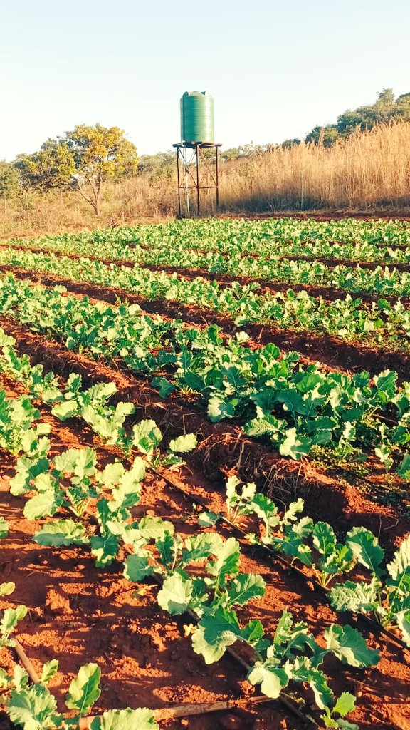 🌱 Crop Progress Update 🌱
Exciting developments in the field!
✔️ Progress Lettuce Commander thriving with vibrant heads
✔️ Giant Rape showing strong vigor and uniformity
Proud to witness the results of consistent care, good agronomy, and sustainable practices.