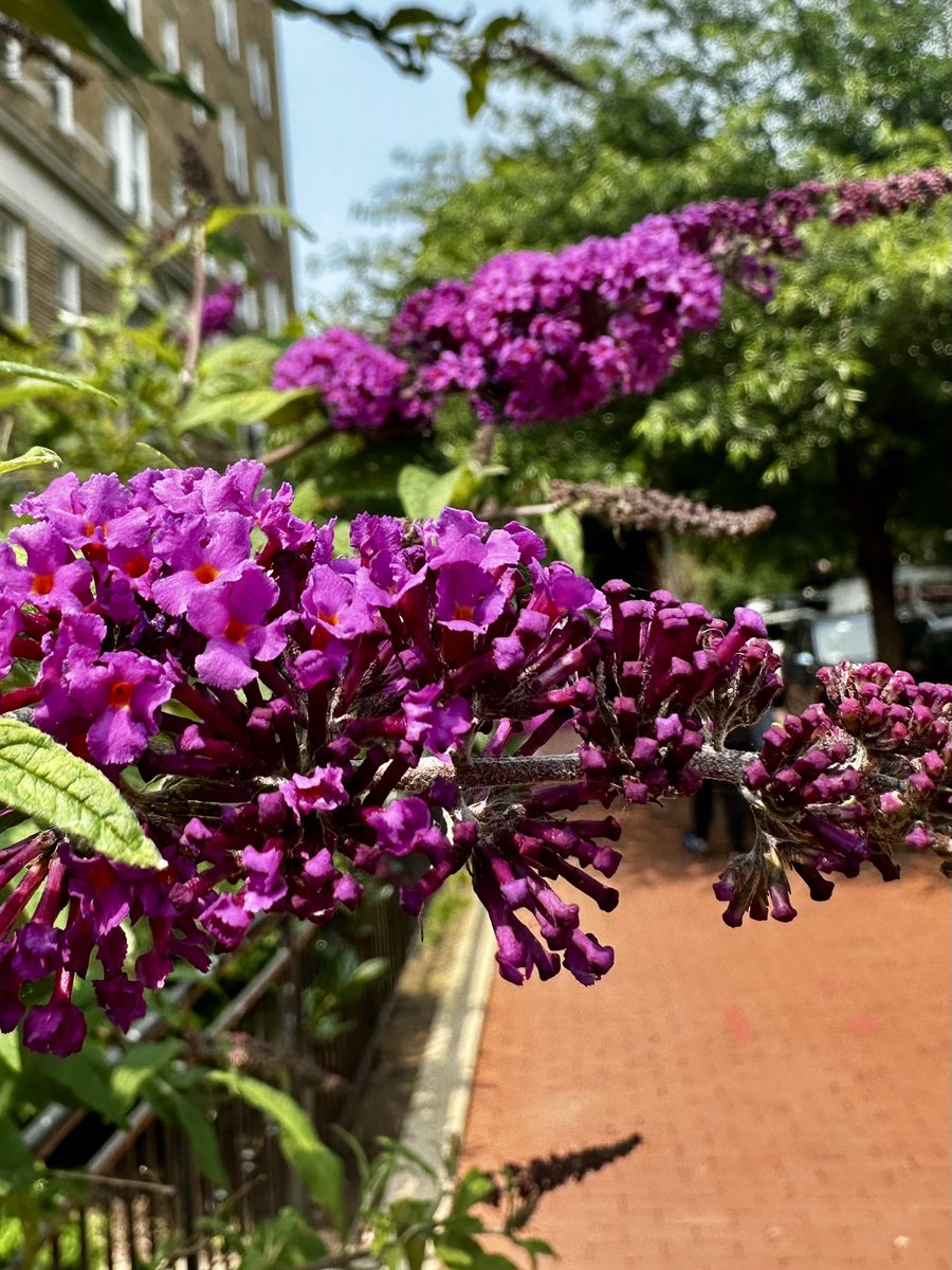 Can’t believe I’ve missed this beautiful butterfly bush in the neighborhood!!! #StopAndSmellTheFlowers! #DC