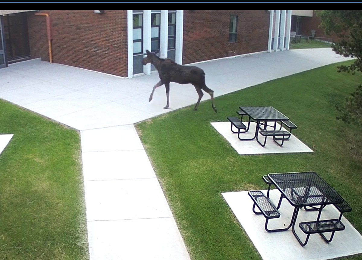 Black Gold School Division ๐จ๐ฆ (@blackgldschools) on Twitter photo ๐ซAwe, <a href="/leduccomptigers/">Leduc Composite High</a> had a curious visitor super early this morning, long before the students arrived. A very ๐จ๐ฆ moment! #BGSD #inspiringsuccess ๐ซAwe, <a href="/leduccomptigers/">Leduc Composite High</a> had a curious visitor super early this morning, long before the students arrived. A very ๐จ๐ฆ moment! #BGSD #inspiringsuccess