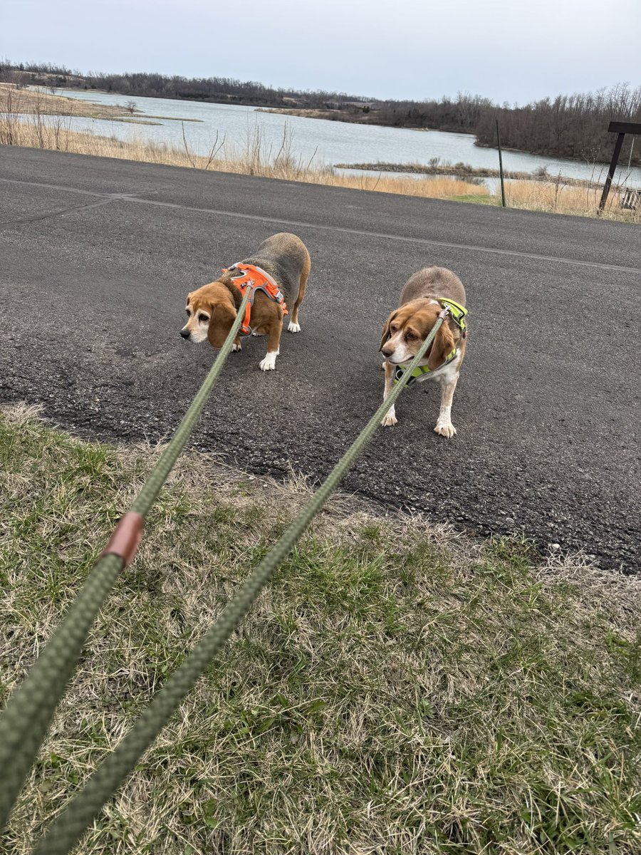 Ok Ok we’re back 🙄
#beagle