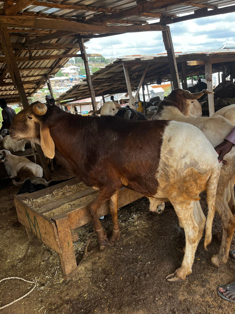 mr sarcasm (@classiqab) on Twitter photo I still have Rams available 
1&2th frame 200k
3&4th frame 600k
I deliver to your doorsteps here in Abuja.
Retweet for Allah’s sake 🙏🏻 I still have Rams available 
1&2th frame 200k
3&4th frame 600k
I deliver to your doorsteps here in Abuja.
Retweet for Allah’s sake 🙏🏻