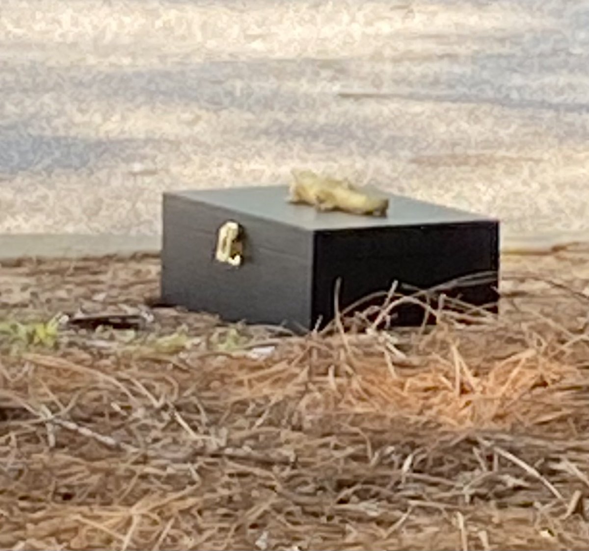 What treasure awaits me in this box with a golden alligator on top?