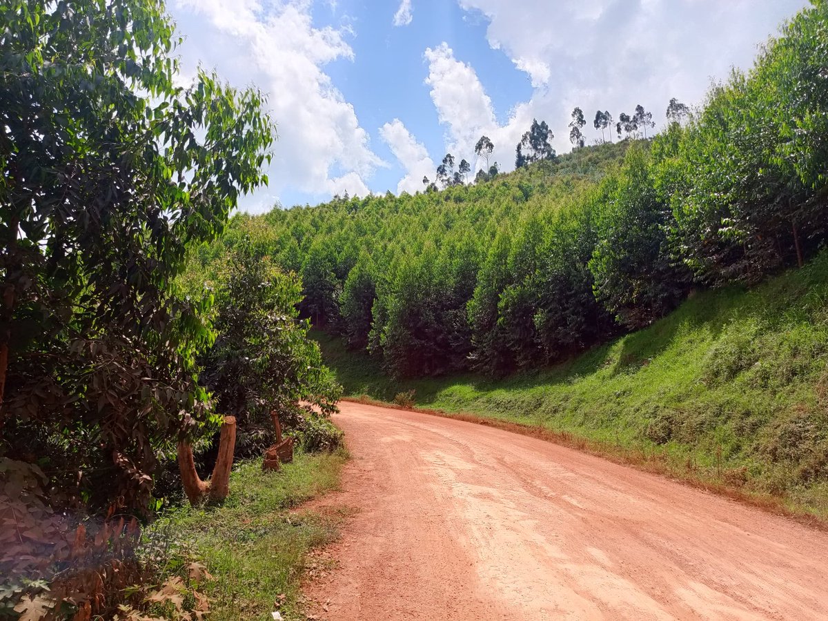 Gicumbi District (@gicumbidistrict) on Twitter photo #KanigaMulindi: Abanyamakuru bakomeje uruzinduko rwabo aho bari gusobanurirwa byinshi mu bikorwa bya <a href="/GreenGicumbi/">Green Gicumbi Project | Northern Rwanda</a>. Bamaze gusobanurirwa ku #Nturusu (eucalyptus clones) zizwiho gukura vuba. Izi nturusu ziri ku buso bwa hegitari 10 akaba ari ubwa mbere zigeze mu Rwanda. #KanigaMulindi: Abanyamakuru bakomeje uruzinduko rwabo aho bari gusobanurirwa byinshi mu bikorwa bya <a href="/GreenGicumbi/">Green Gicumbi Project | Northern Rwanda</a>. Bamaze gusobanurirwa ku #Nturusu (eucalyptus clones) zizwiho gukura vuba. Izi nturusu ziri ku buso bwa hegitari 10 akaba ari ubwa mbere zigeze mu Rwanda.