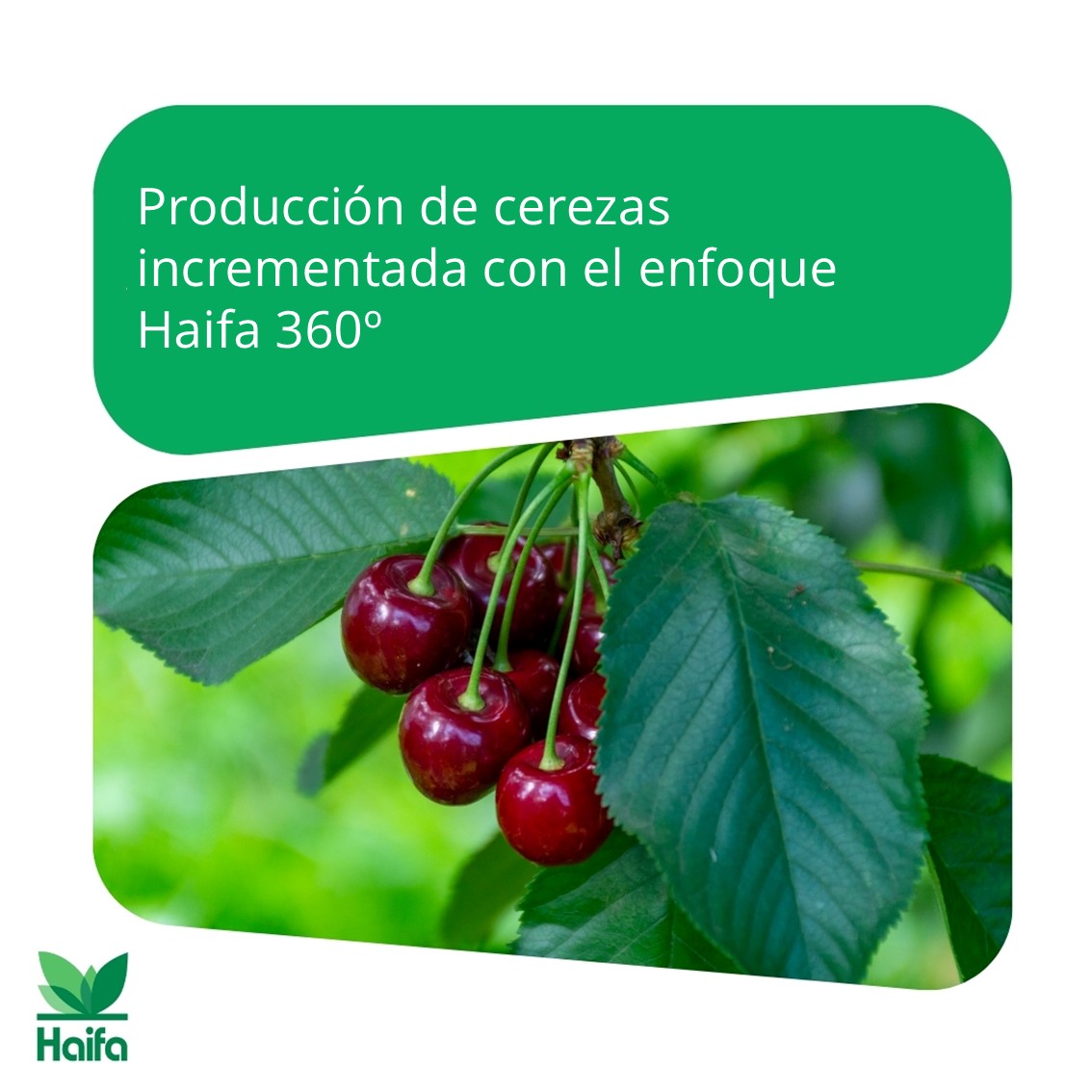 ¡Éxito rotundo con Haifa 360º! 🍒
Recogemos el testimonio de un agricultor en Treviso, Italia, sobre la mejora en el rendimiento, la calidad de los frutos y el vigor de la planta, gracias a una nutrición diseñada específicamente para sus necesidades bit.ly/4kTiGOZ