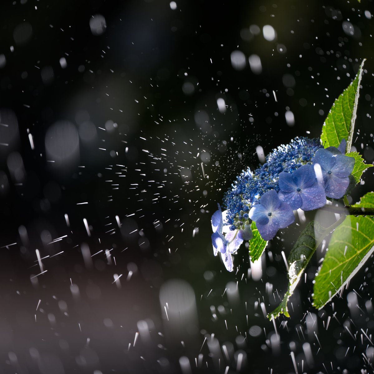 misinoe's tweet photo. 額紫陽花と雨粒の飛沫 https://t.co/frixQpTAgR