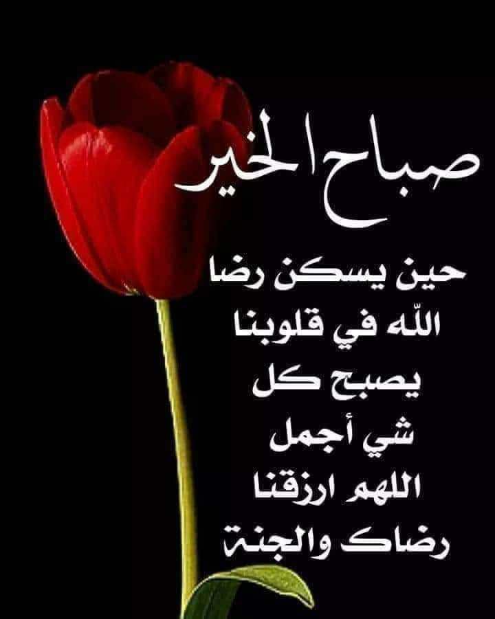 Ali Hashish tweet media